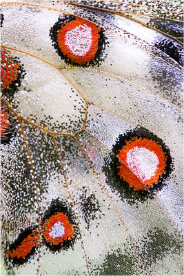 valesiacus