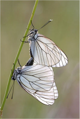 Baumweißling (Aporia crataegi), Paarung, Frankreich, Ardèche