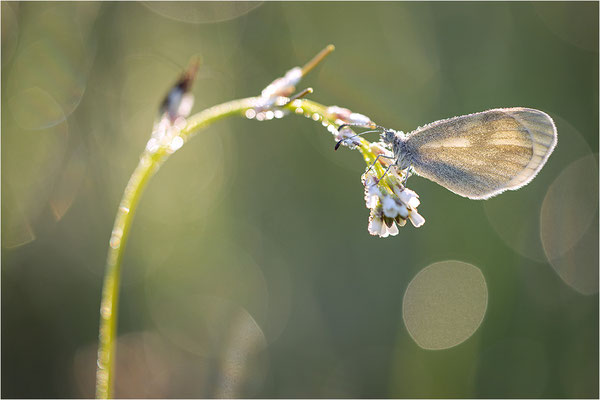 Tintenfleck-Weißling (Leptidea sinapis bzw. juvernica), Deutschland, Baden-Württemberg