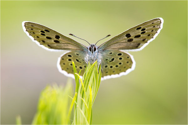 Thymian-Ameisenbläuling (Phengaris arion f. obscura), Italien, Region Aostatal, 1600m