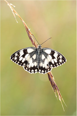 Schachbrettfalter (Melanargia galathea), Männchen, Deutschland, Baden-Württemberg