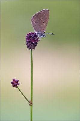 Dunkler Wiesenknopf-Ameisenbläuling (Phengaris nausithous), Deutschland, Baden-Württemberg