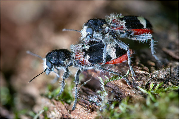 Eichen-Buntkäfer (Clerus mutillarius)