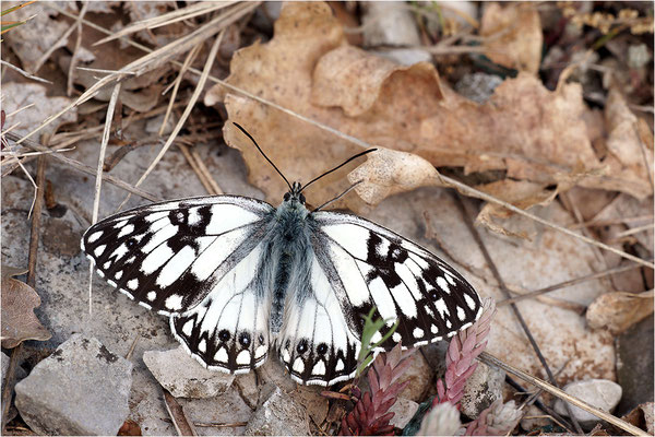 Westliches Schachbrett (Melanargia occitanica), Männchen, Frankreich, Ardèche