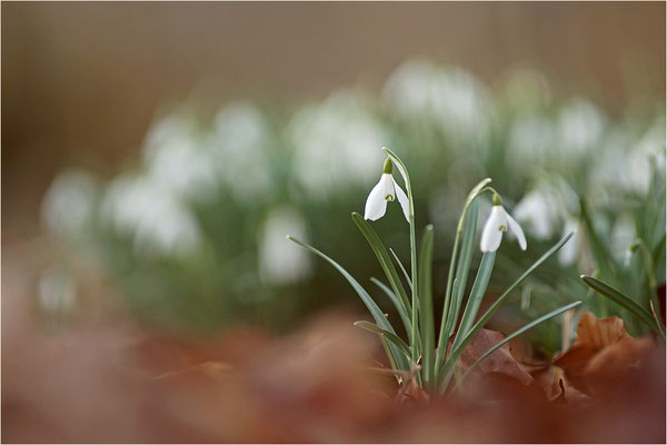 Schneeglöckchen (Galanthus nivalis), Deutschland, Baden-Württemberg