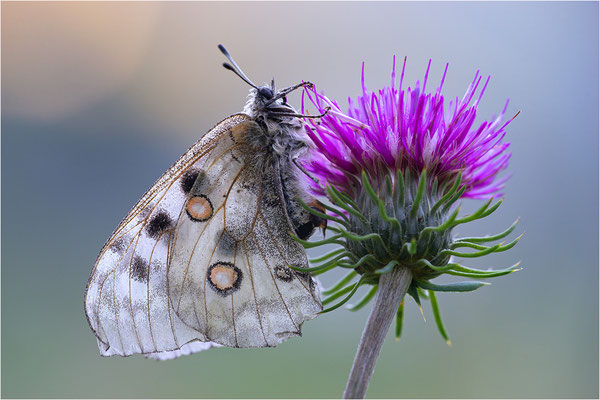 Roter Apollo (Parnassius apollo xerophilus), Italien, Lombardei