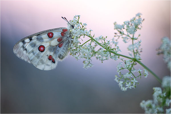 Roter Apollo (Parnassius apollo nivatus), Frankreich, Dep. Jura