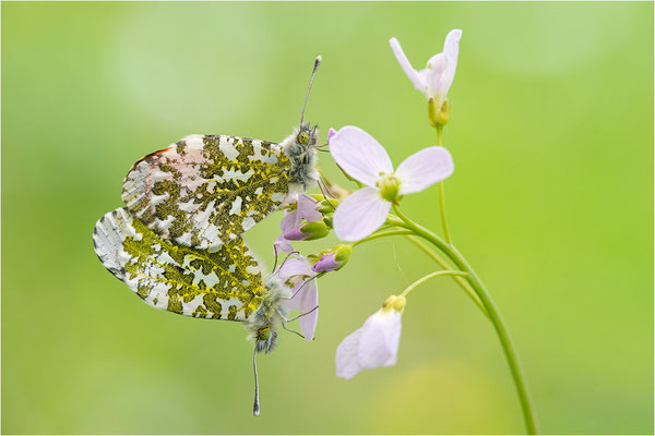 Aurorafalter (Anthocharis cardamines), Paarung, Deutschland, Baden-Württemberg