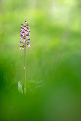 Purpur-Knabenkraut (Orchis purpurea), Deutschland, Baden-Württemberg