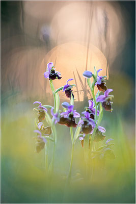 Hummel-Ragwurz (Ophrys fuciflora), Südlicher Oberrhein, Baden-Württemberg