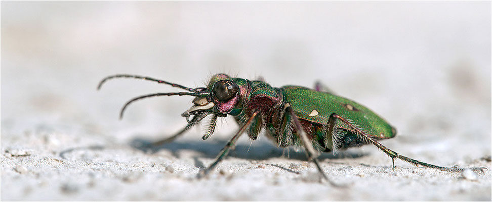 Feld-Sandlaufkäfer (Cicindela campestris), Deutschland, Baden-Württemberg