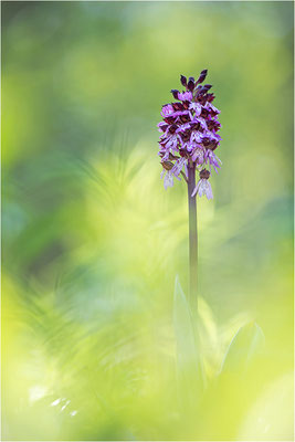 Purpur-Knabenkraut (Orchis purpurea), Deutschland, Baden-Württemberg