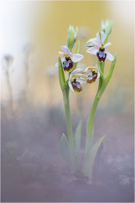 Ophrys splendida, Bouches-du-Rhône