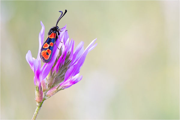Zygaena hilaris, Frankreich, Savoye