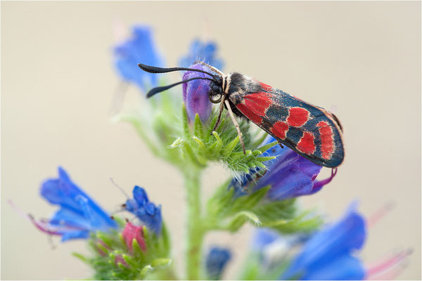 Esparsetten-Widderchen (Zygaena carniolica), Deutschland, Hessen