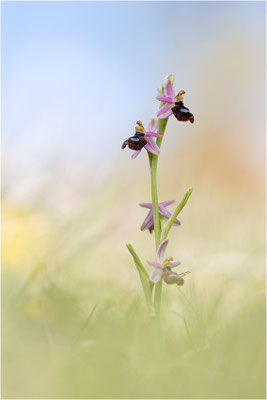 Drôme-Ragwurz (Ophrys drumana), Frankreich, Dep. Drôme