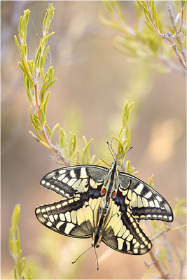 Schwalbenschwanz (Papilio machaon), Paarung, Frankreich, Bouches-du-Rhône