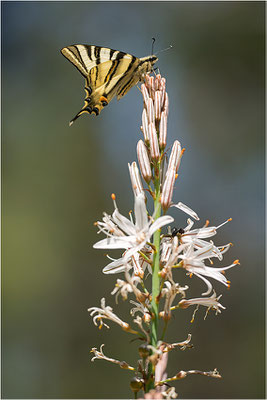 Segelfalter (Iphiclides podalirius), Männchen, Frankreich, Zentralkorsika