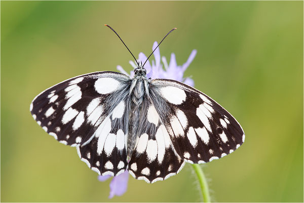 Schachbrettfalter (Melanargia galathea), Männchen, Deutschland, Baden-Württemberg
