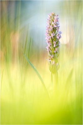 Fleischfarbene Fingerwurz (Dactylorhiza incarnata), Deutschland, Baden-Württemberg