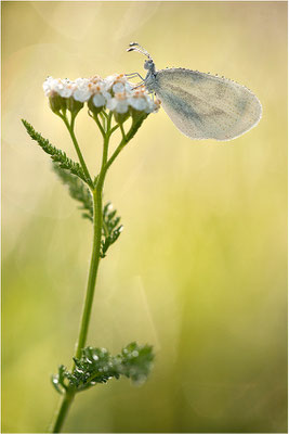 Tintenfleck-Weißling (Leptidea sinapis bzw. juvernica), Weibchen, Deutschland, Baden-Württemberg