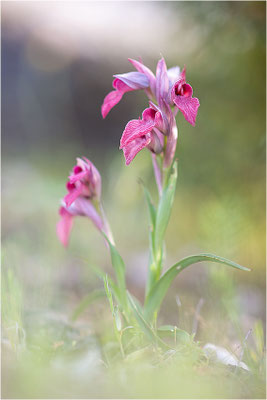 Verkannter Zungenstendel (Serapias neglecta), Frankreich, Var