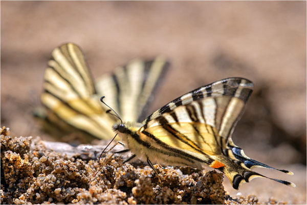 Segelfalter (Iphiclides podalirius), Frankreich, Ardèche