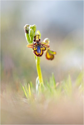 Ophrys speculum, Bouches-du-Rhône