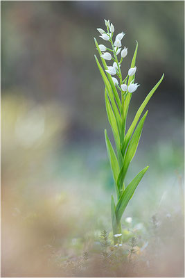 Schwertblättriges Waldvöglein (Cephalanthera longifolia), Schweden,  Farö