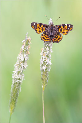 Landkärtchen (Araschnia levana), Frühjahrsform, Deutschland, Baden-Württemberg