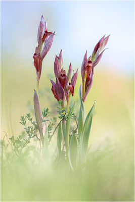 Pflugschar-Zungenstendel (Serapias vomeracea), Dep. Ardèche, Frankreich