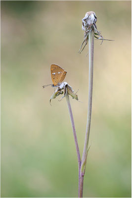Dukaten-Feuerfalter (Lycaena virgaureae), Männchen, Schweiz, Wallis, 1600m
