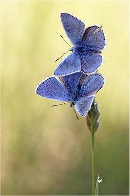 Himmelblauer Bläuling (Polyommatus bellargus), Männchen, Frankreich, Ardèche