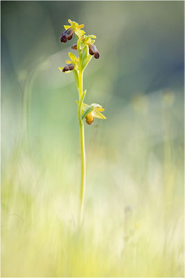 Ophrys zonata