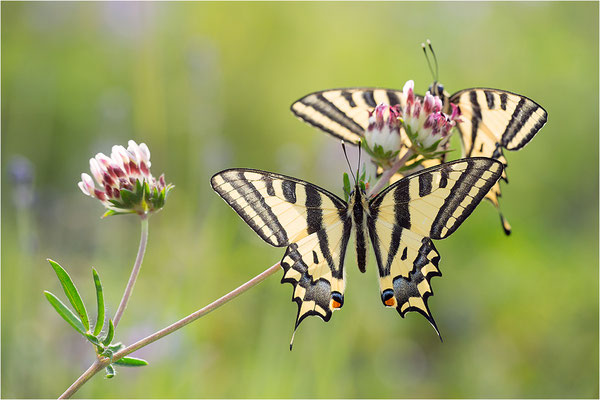 Südlicher Schwalbenschwanz (Papilio alexanor destelensis), Männchen, Frankreich, Var