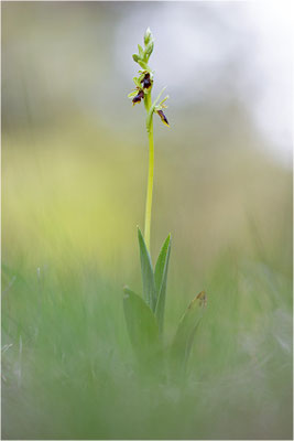 Ophrys aymoninii