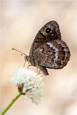 Satyrus actaea