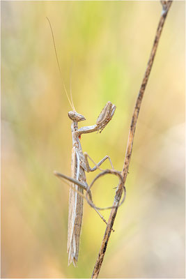 Graue Fangschrecke (Ameles decolor), Männchen, Frankreich, Ardéche