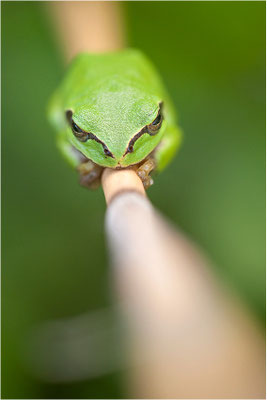 Laubfrosch (Hyla arborea), Deutschland, Baden-Württemberg