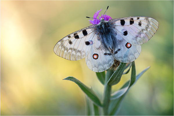 Roter Apollo (Parnassius apollo provincialis), Frankreich, Dep. Alpes-Maritimes