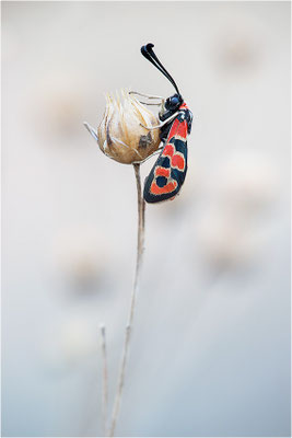 Bergkronwicken-Widderchen (Zygaena fausta), Frankreich, Drôme