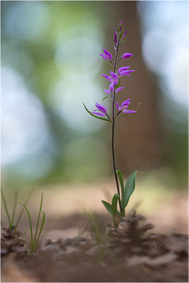 Rotes Waldvöglein (Cephalanthera rubra), Frankreich, Provence