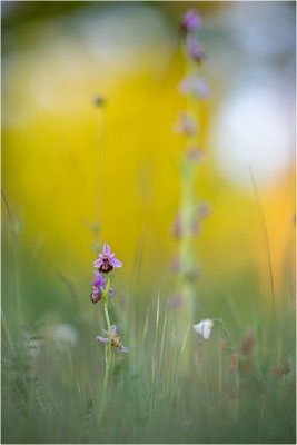 Ophrys aveyronensis