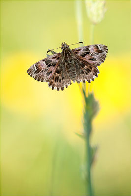 Malven-Dickkopffalter (Carcharodus alceae), Deutschland, Baden-Württemberg