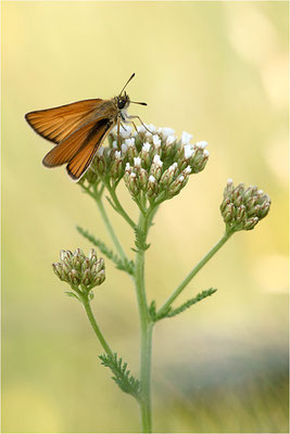 Schwarzkolbiger Braun-Dickkopffalter (Thymelicus lineola), Deutschland, Baden-Württemberg