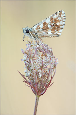 Spätsommer Würfel-Dickkopffalter (Pyrgus cirsii), Frankreich, Ardèche