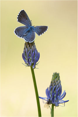 Blaugrauer Bläuling (Pseudophilotes batis), Männchen, Schweiz, Wallis