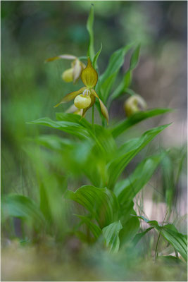Gelber Frauenschuh (Cypripedium calceolus), Schweden, Jämtlands län