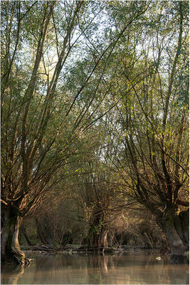 Silberweiden, Rheinaue, Baden-Württemberg