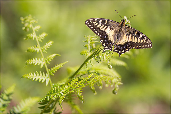 Korsischer Schwalbenschwanz (Papilio hospiton), Männchen, Frankreich, Zentralkorsika